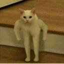 cat_tough