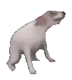 DancingDog