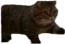catpoint catpoint