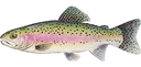 trout