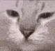 sadcats