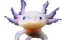 axolotl