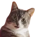 __