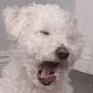 dog_singing