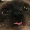 Cat Blep catblep Discord Emoji