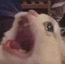 CatScrem