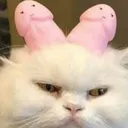 cat_dildo Discord Emoji