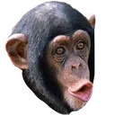 MOKYPOGGERS