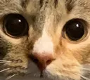 stare
