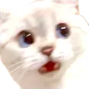 shockedcat