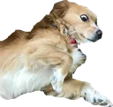 dogsurprised dogsurprised