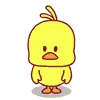 cool_duck