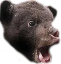 BAERpog
