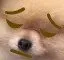 SadDoge