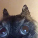 catbeccuh