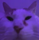 ubelcat Discord Emoji