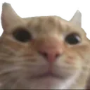 Cat Stare cat_stare Discord Emoji