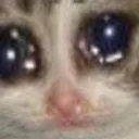 Sadcat_BigEyes Discord Emoji