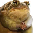 tdogFrog
