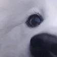 tdogDog1
