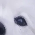 tdogDog2