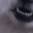 tdogDog3 tdogDog3