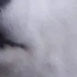 tdogDog4