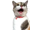 pog