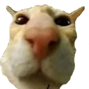 horny