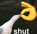shut_bird
