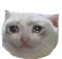 sadcat