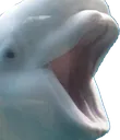 WhaleChamp