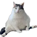 chonk
