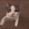 cata_catkiss