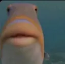 fishboi