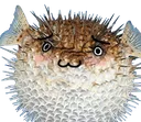 pufferuwu pufferuwu