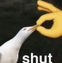 shut