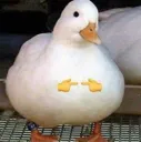 DuckSimp DuckSimp