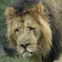 sadlion sadlion