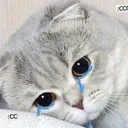sadcat