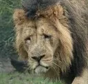 liongiveup