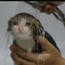 sadcat