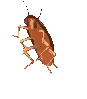 5999 Dancing Cockroach Discord Emoji