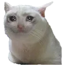 sadcat Discord Emoji