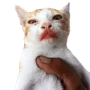 catMelon