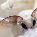 moth_care