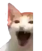 screemCat Discord Emoji