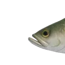 bassnote0
