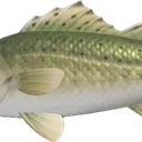 bassnote1