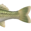 bassnote2